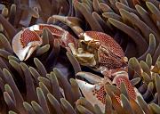 25_Anemone_Porcelain_Crab