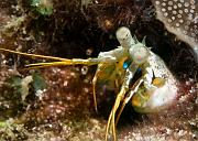 27_Mantis_Shrimp