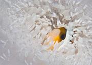 28_Anemonefish_in_White_Anemone