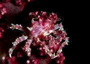 29_Softcoral_Crab