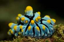 Nudibranch