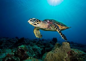 03_Hawksbill_Turtle