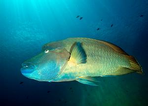 04_Napolean_Wrasse