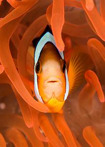 06_Red_Anemonefish