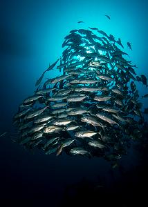 07_Bigeye_Trevally