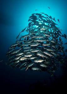 07_Bigeye_Trevally