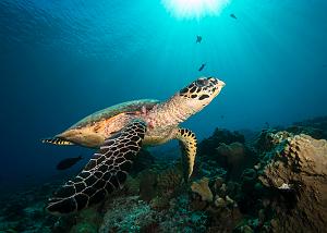 12_Hawksbill_Turtle