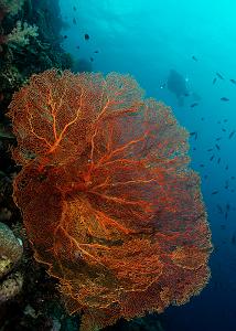 16_Gorgonian_fan_&_Diver