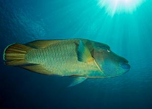 17_Napolean_Wrasse