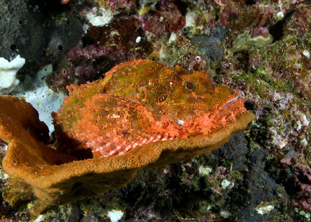 10_Scorpionfish.jpg