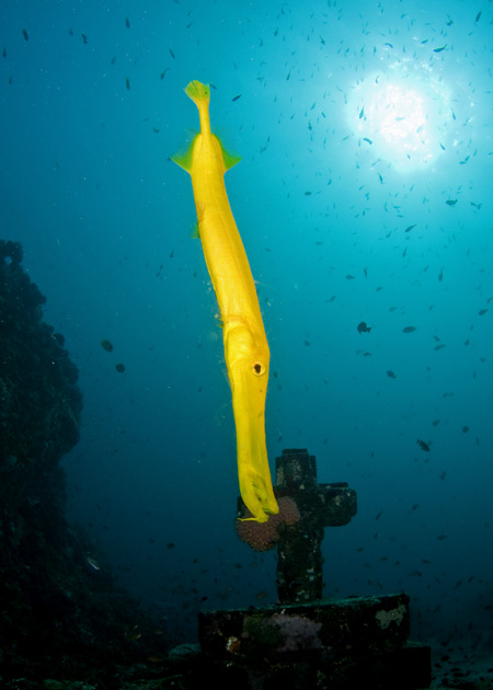 12_Trumpetfish.jpg