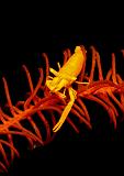 05_Crinoid_Shrimp