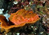 10_Scorpionfish