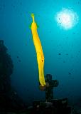 12_Trumpetfish