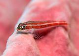 19_Triplefin