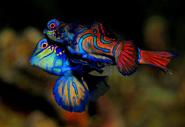 01_Mandarinfish.jpg