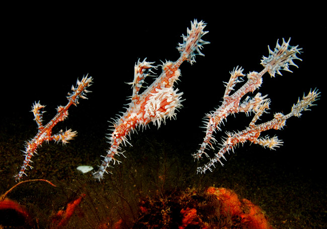 02_OrnateGhostpipefish.jpg