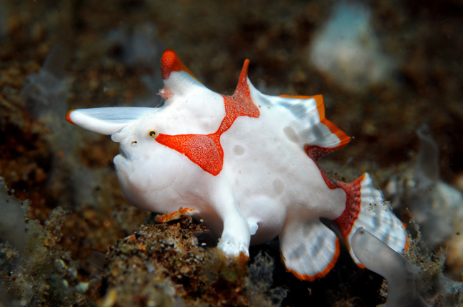 04_Clownanglerfish.jpg