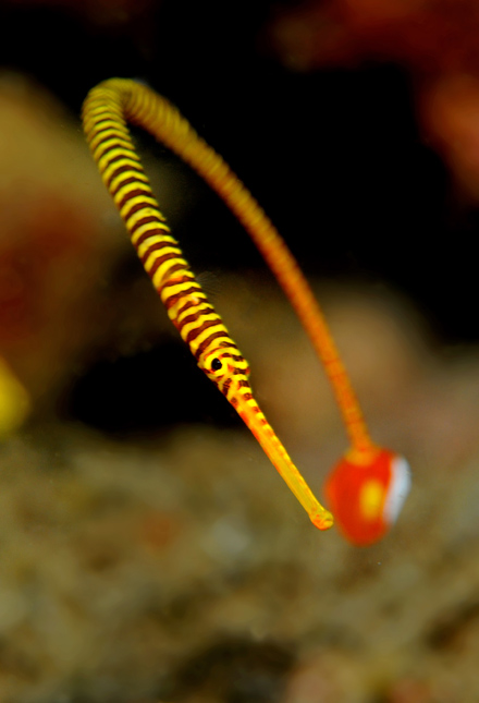 06_Pipefish.jpg