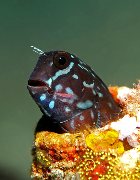 07_Blenny.jpg