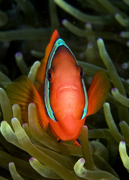 10_ClownAnemonefish.jpg