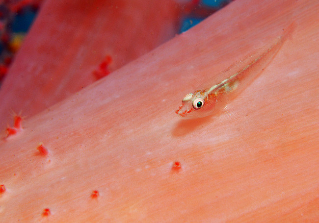 18_Softcoralgoby.jpg
