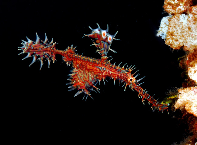 21_OrnateGhostpipefish.jpg