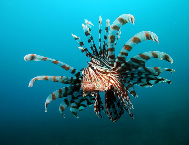 35_Lionfish.jpg