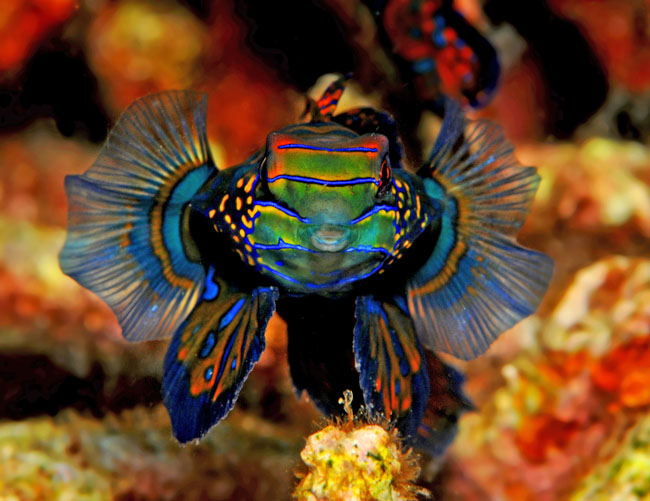 39_Mandarinfish.jpg