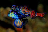 01_Mandarinfish