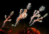 02_OrnateGhostpipefish