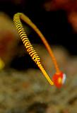 06_Pipefish