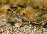 20_Pipefish