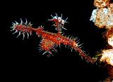 21_OrnateGhostpipefish