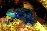 32_Mandarinfish