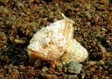 36_FlasherScorpionfish