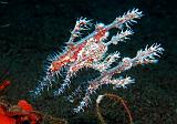 38_OrnateGhostpipefish