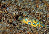 44_Fish