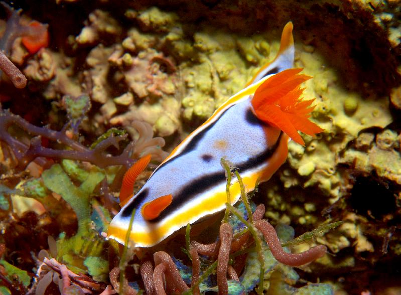 Chromodoris_annae2.jpg