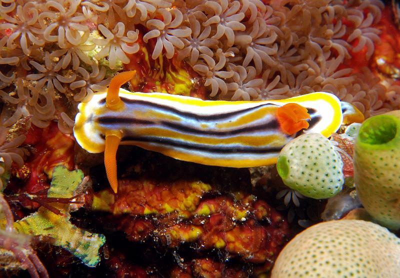 Chromodoris_colemani.jpg