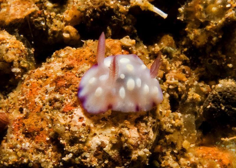 Chromodoris_hintantuensis.jpg