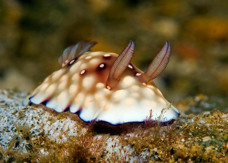 Chromodoris_hintantuensis1.jpg