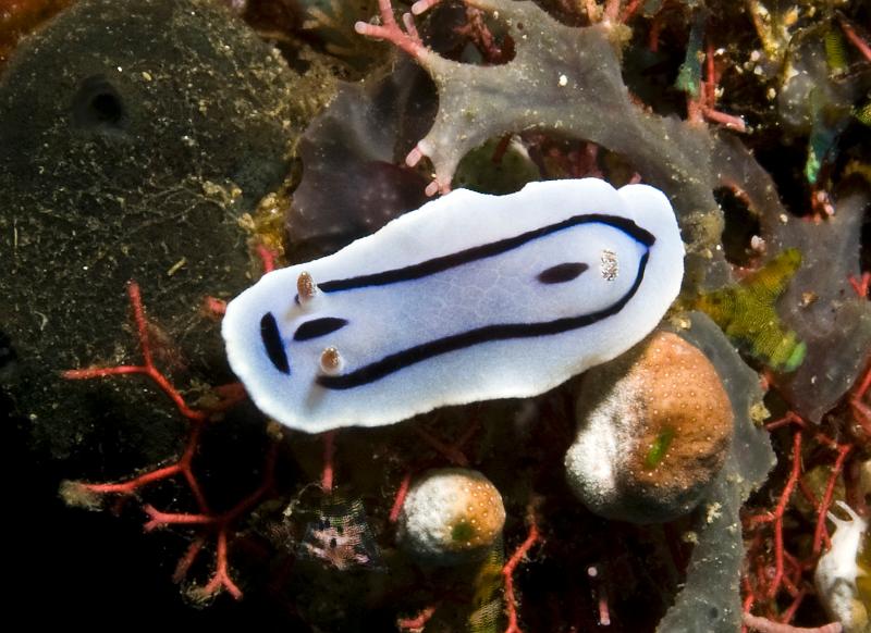 Chromodoris_lochi.jpg