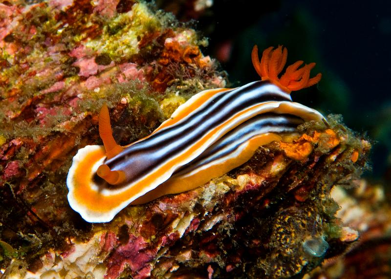 Chromodoris_magnifica.jpg