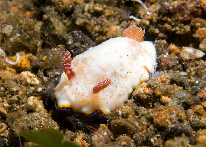 Chromodoris_preciosa.jpg