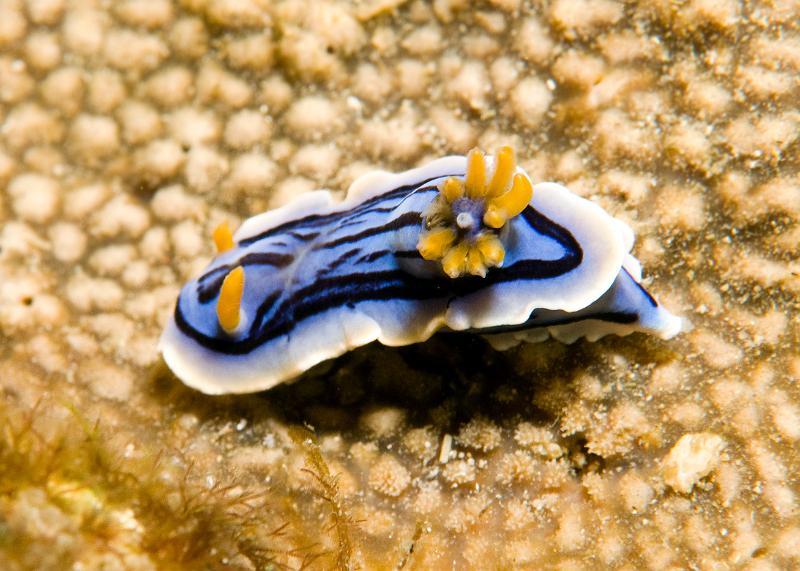 Chromodoris_sp2.jpg