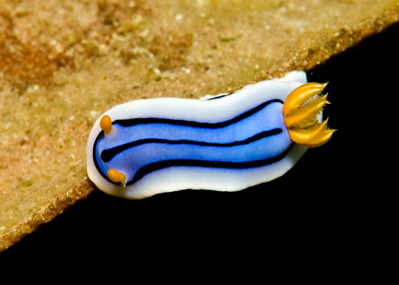 Chromodoris_sp3.jpg