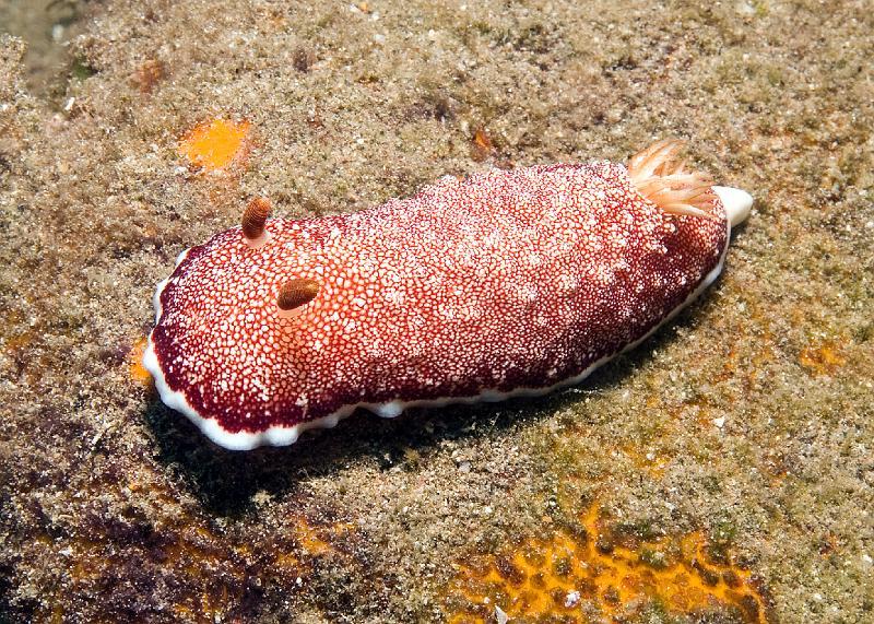 Chromodoris_tinctoria.jpg