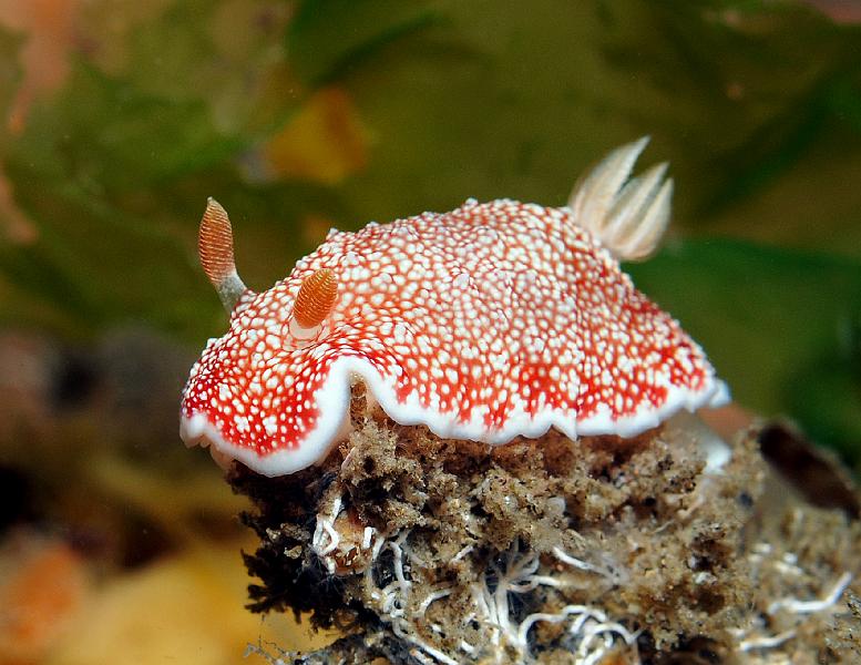 Chromodoris_tinctoria1.jpg