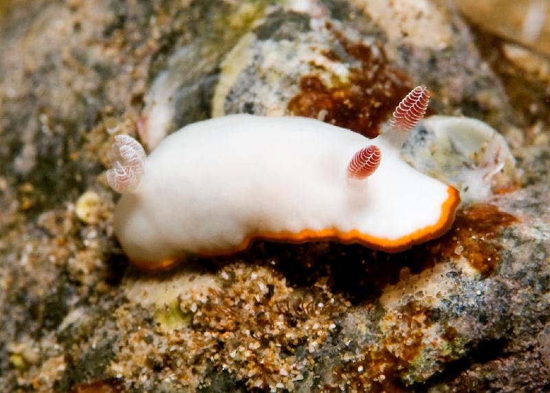 Chromodoris_verrieri1.jpg